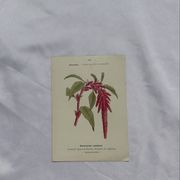 🌿 Botanical Plate Old Naturalist Engraving 19th Century Double-Sided A