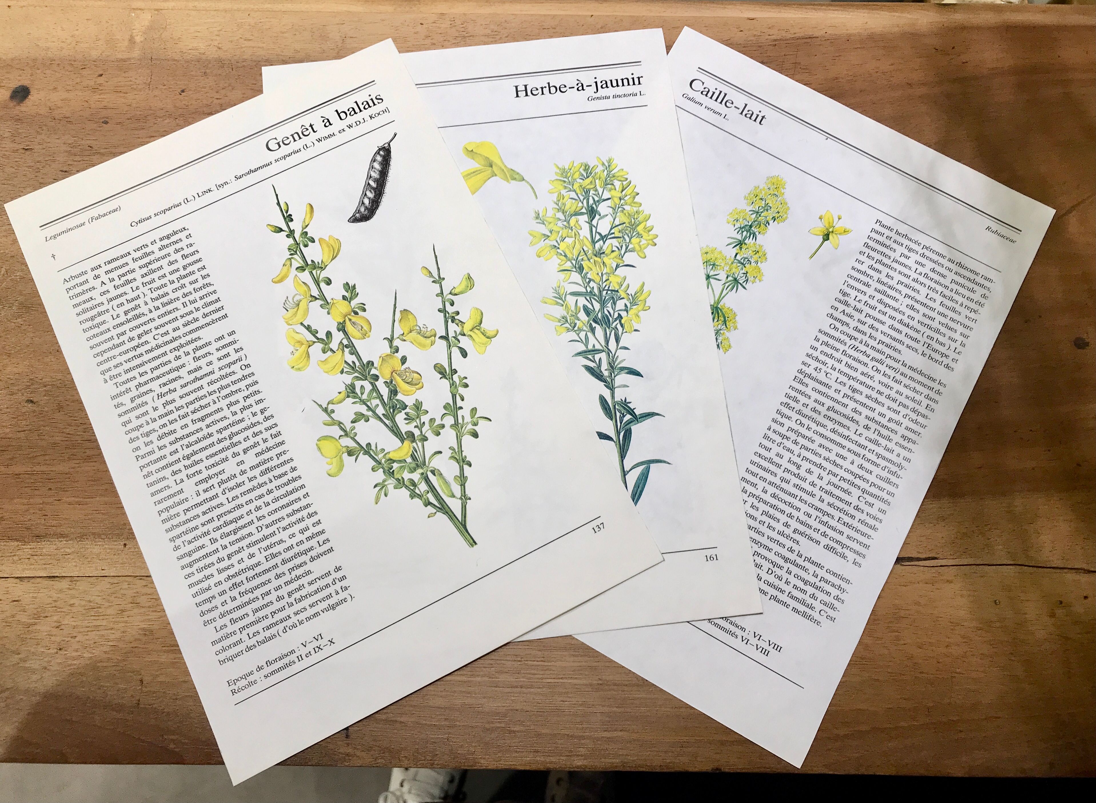 Botanical illustrations 80s Broom