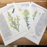 Botanical illustrations 80s Broom