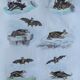 Original ornithological plate "horseshoe, cephaloth,... - Buffon 1838