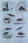 Original ornithological plate "horseshoe, cephaloth,... - Buffon 1838