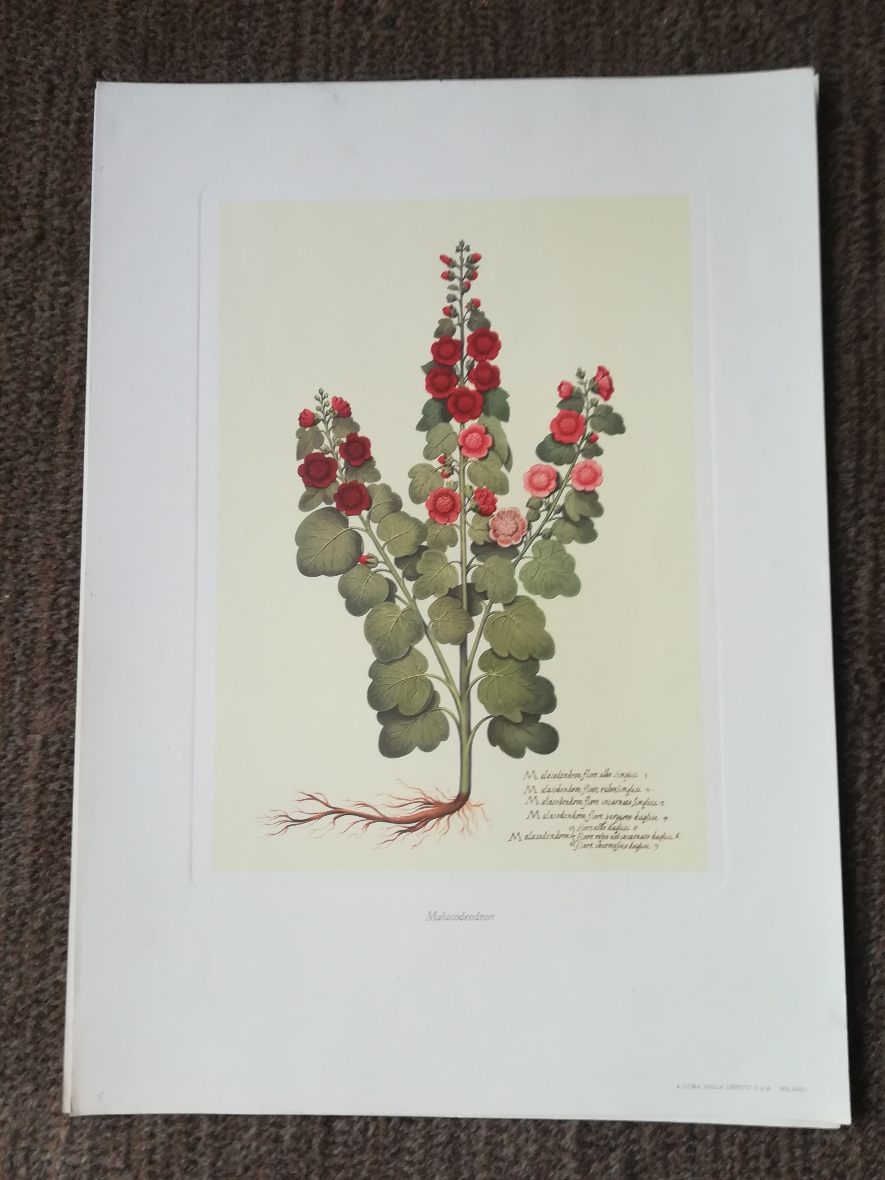 Lot of 6 botanical boards