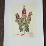 Lot of 6 botanical boards