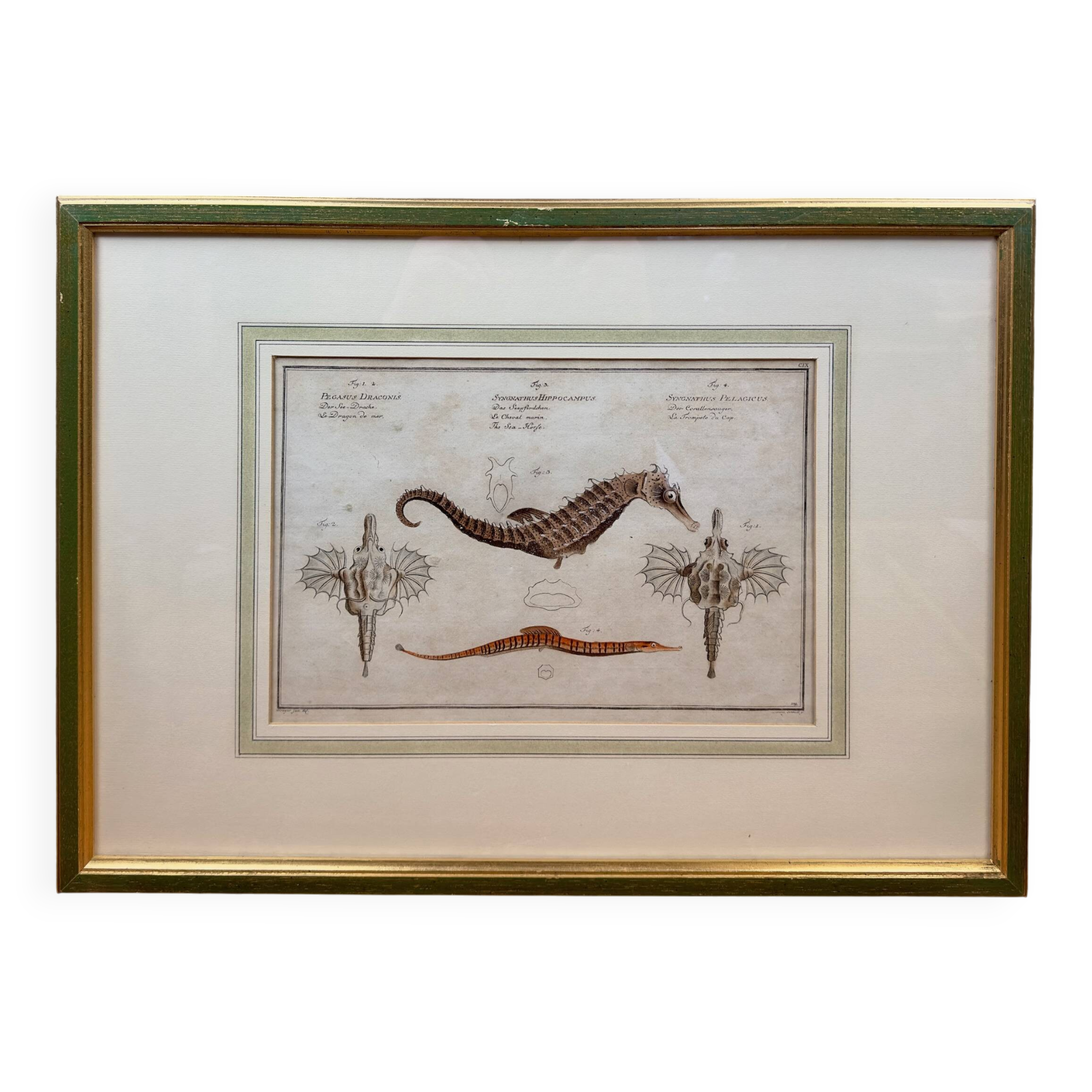 Old engraving of a seahorse and fish – Ludwig Schmidt (19th century)