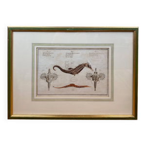 Gravure ancienne hippocampe - schmidt