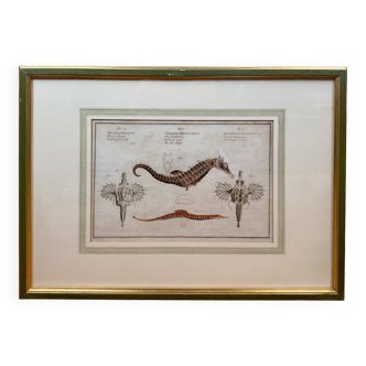Old engraving of a seahorse and fish – Ludwig Schmidt (19th century)