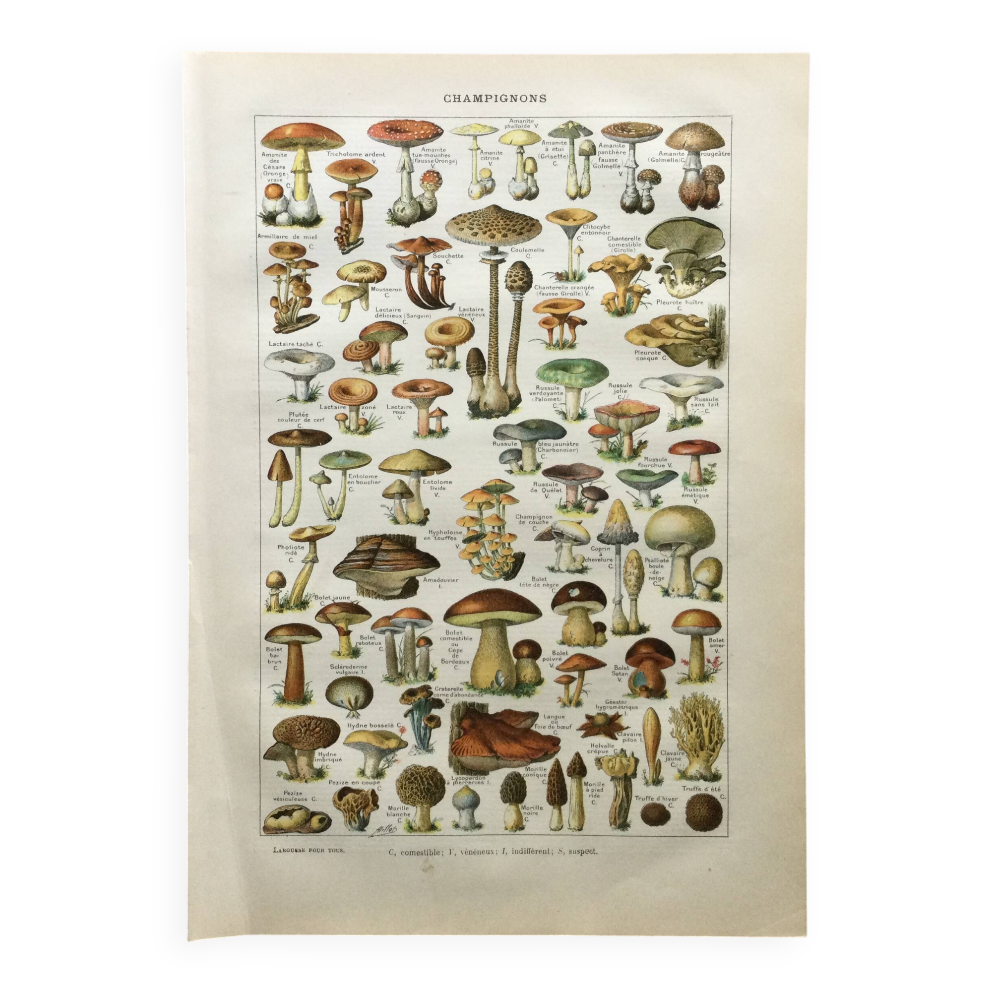 Old engraving 1897 - Mushrooms A. Millot - botanical plate