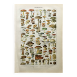 Old engraving 1897 - Mushrooms A. Millot - botanical plate