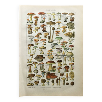 Old engraving 1897 - Mushrooms A. Millot - botanical plate