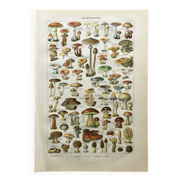 Gravure ancienne 1897 - Champignons A. Millot - planche botanique
