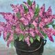 Oil painting on canvas bouquet of vintage lilac flowers signed