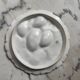 Oyster plate 19th century porcelain Haviland & Co Limoges France