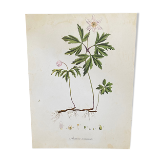 Botanical board Anemone nermorosa