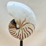Large Tiger Nautilus shell on turned wooden base, old cabinet of curiosities
