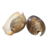 Cymbium pepo