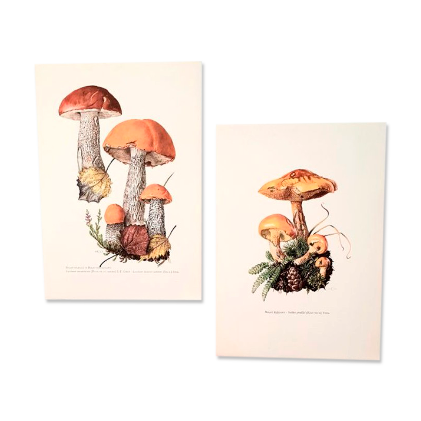 Duo of mushroom boards
