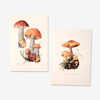 Duo de planches sur les champignons
