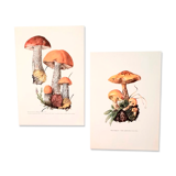 Duo of mushroom boards