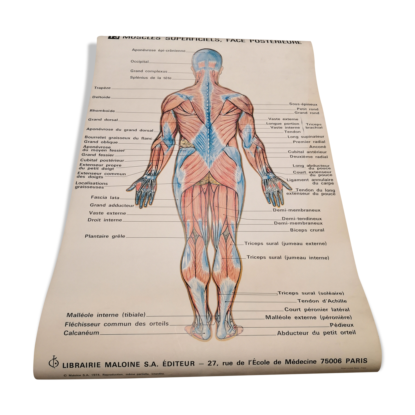 Affiche anatomique 70