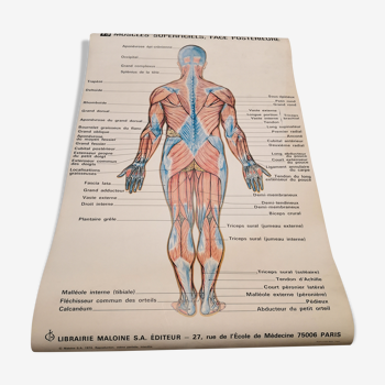 Anatomical poster 70's