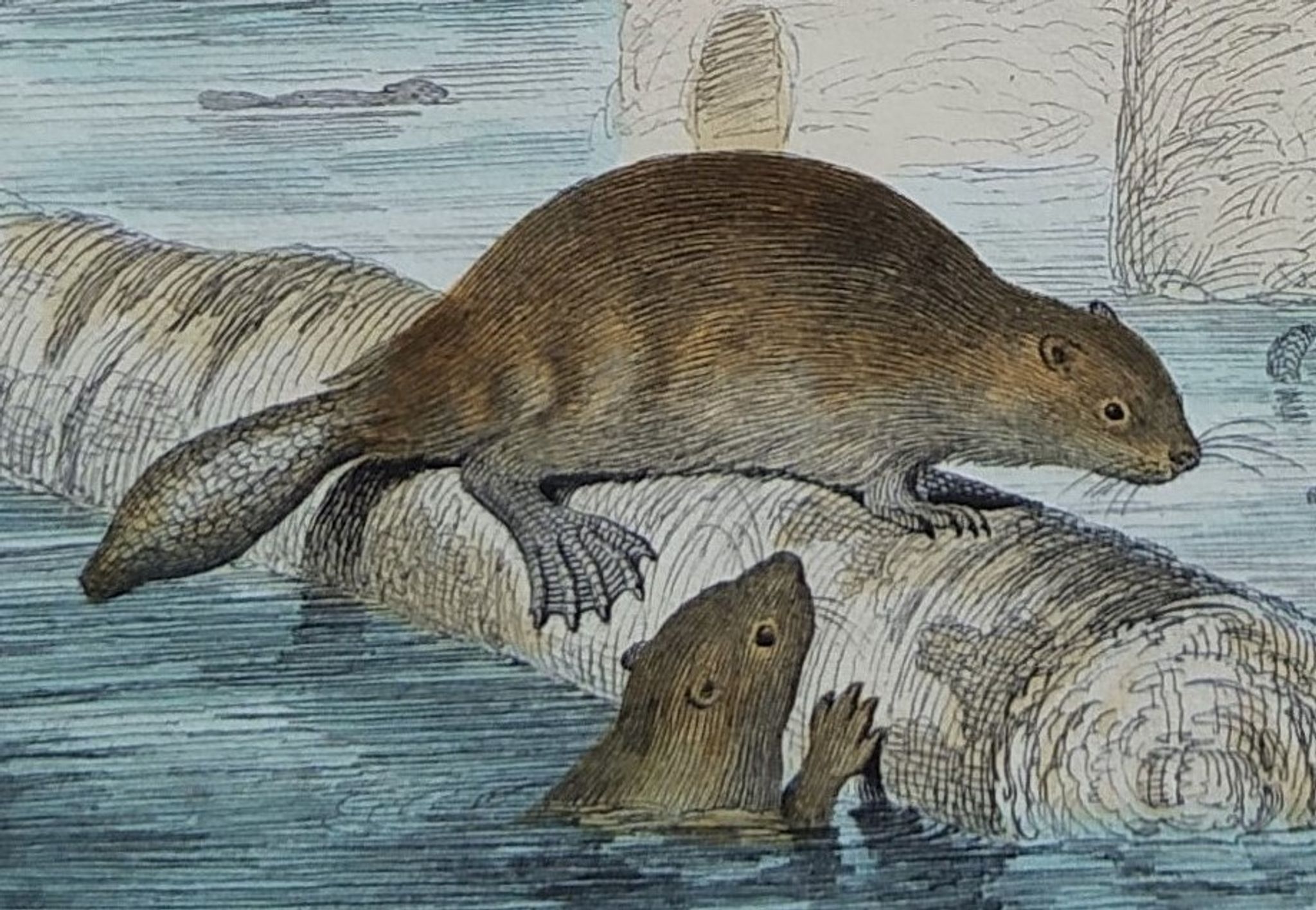 Planche zoologique originale " ours blanc & castor " - buffon 1840