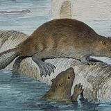 Planche zoologique originale " ours blanc & castor " - buffon 1840