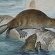 Planche zoologique originale " ours blanc & castor " - buffon 1840