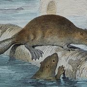 Planche zoologique originale " ours blanc & castor " - buffon 1840