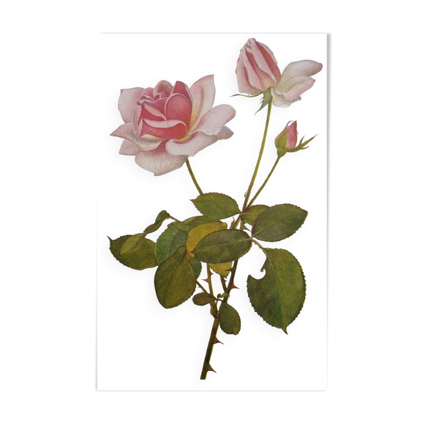 Botanical illustration of rose - Madame Caroline Testout - Nature poster - Rose engraving