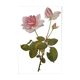 Botanical illustration of rose - Madame Caroline Testout - Nature poster - Rose engraving