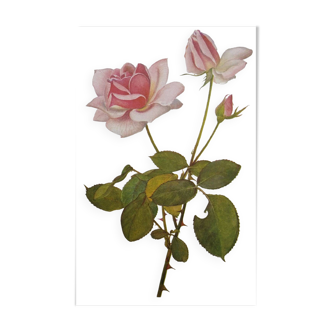 Illustration botanique de rose - Madame Caroline Testout - Affiche nature - Gravure de Rose