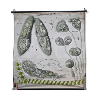 Affiche pédagogique des ciliés années 1900