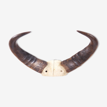 Old buffalo horns