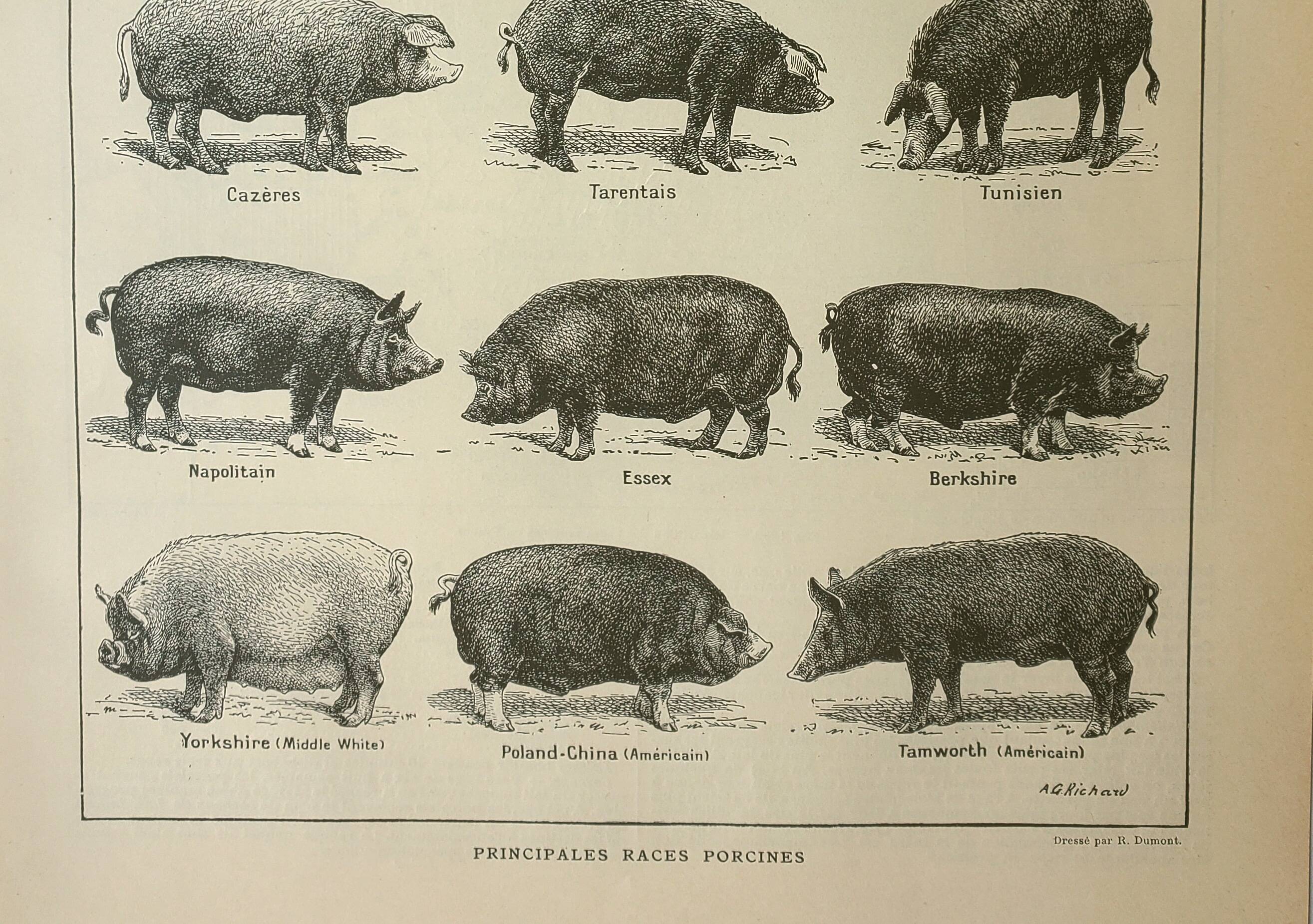 Gravure ancienne 1922, Porc, cochon, races, porcin, boucherie • Lithographie, Planche originale