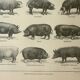 Gravure ancienne 1922, Porc, cochon, races, porcin, boucherie • Lithographie, Planche originale