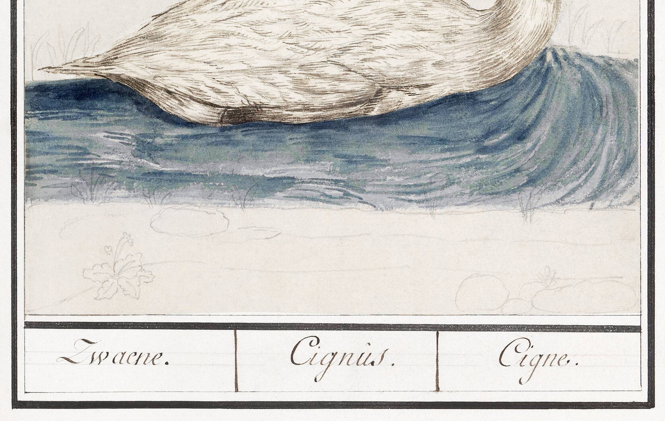 Small poster about the swan, after an old engraving from 1610.