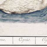 Small poster about the swan, after an old engraving from 1610.