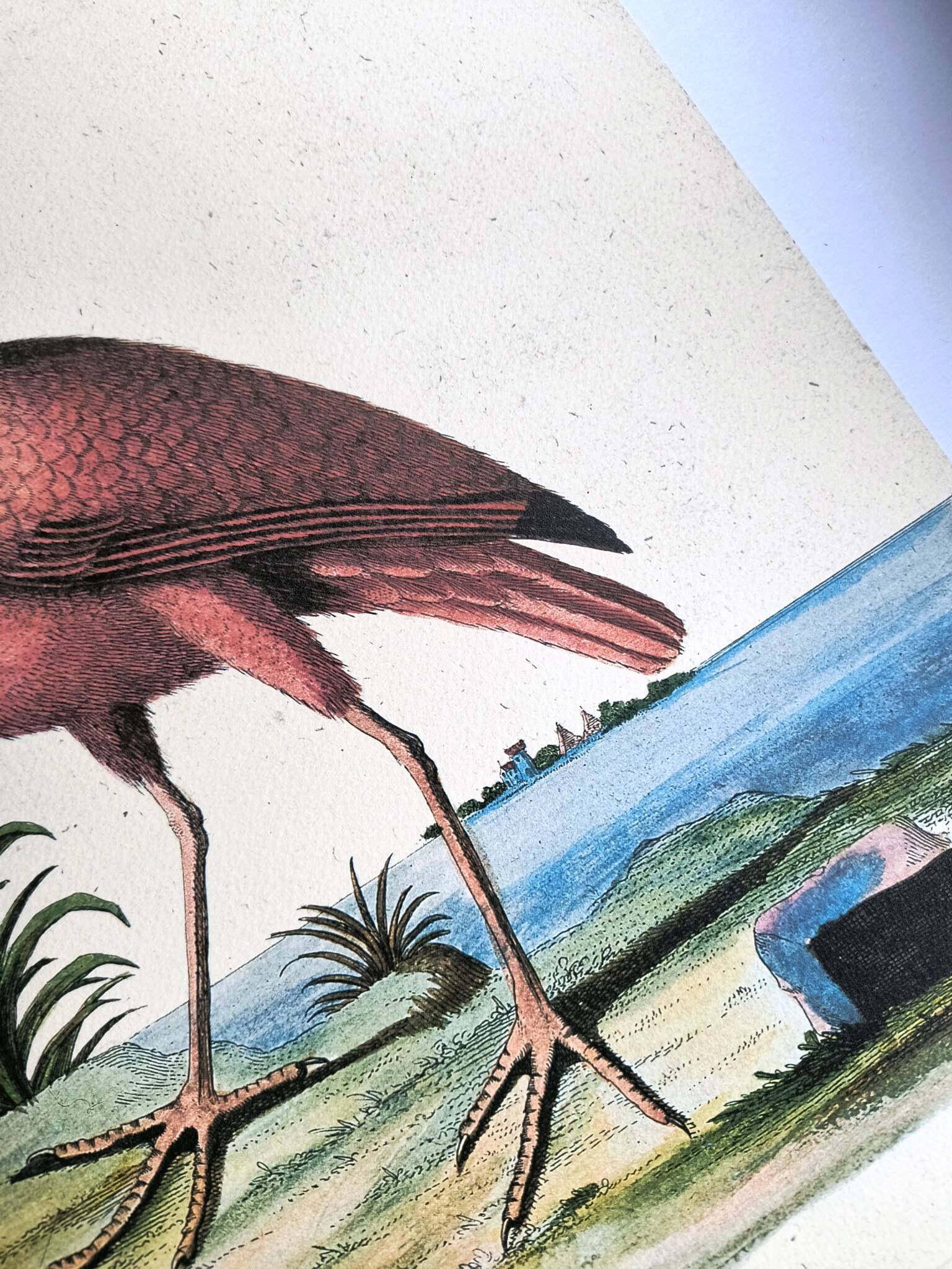 Antique bird engraving - Red Whimbrel - Nature plate by Seligmann