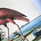 Antique bird engraving - Red Whimbrel - Nature plate by Seligmann