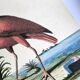 Gravure ancienne oiseau - Corlieu Rouge- Planche nature de Seligmann