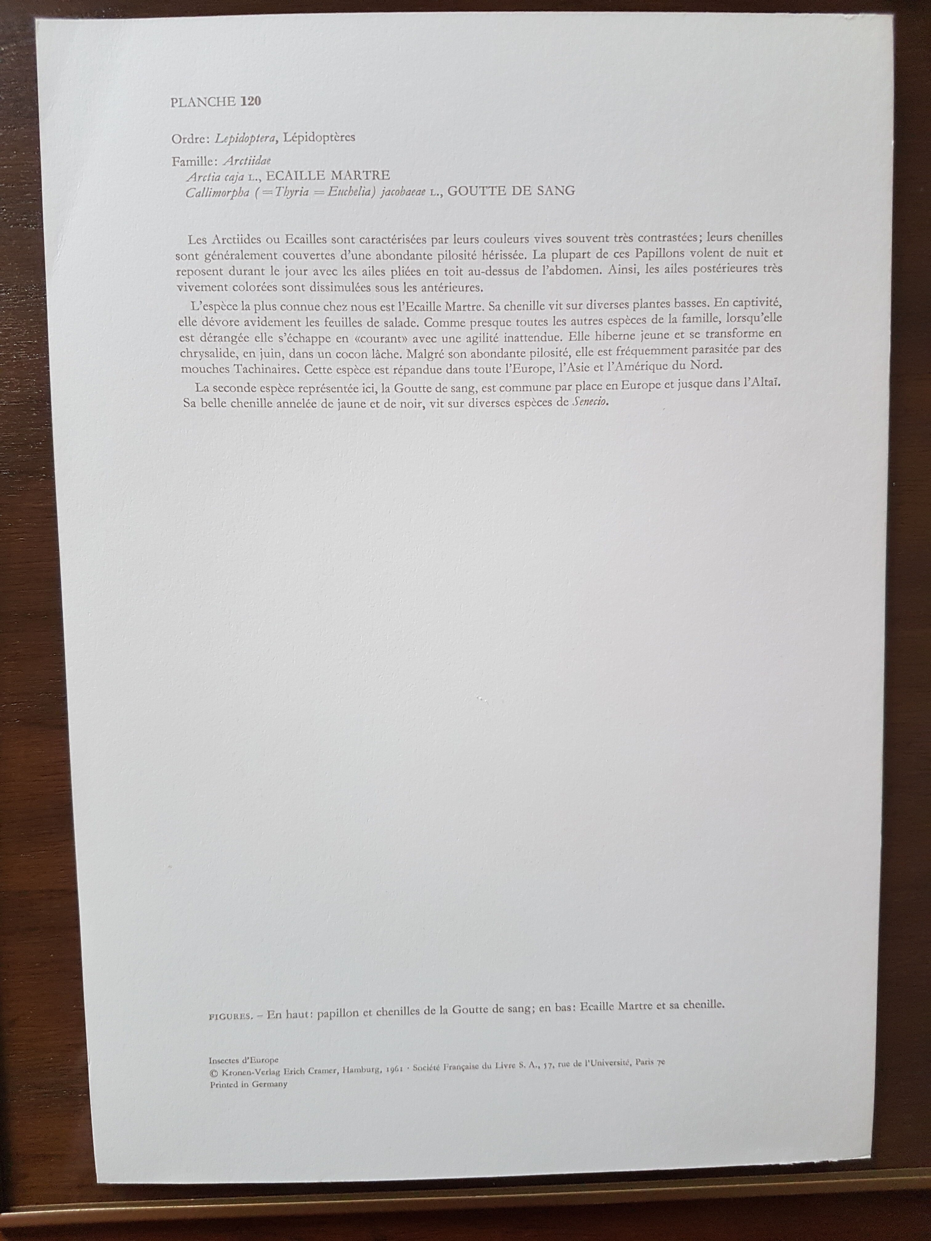 Butterfly insect board