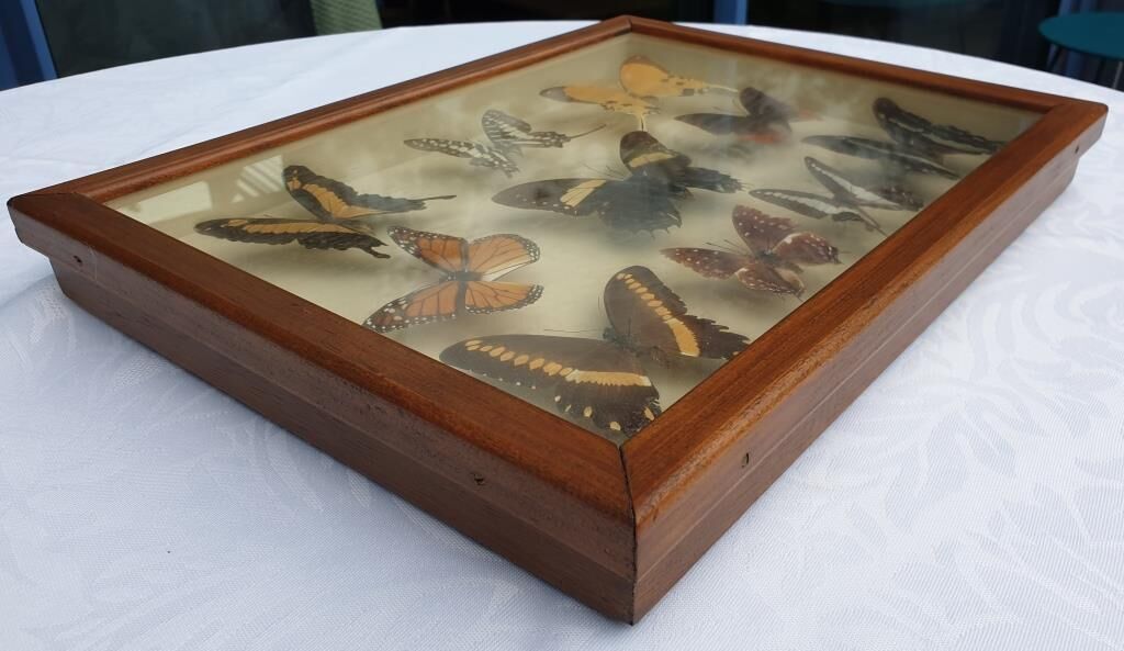 Showcase frame 10 world butterflies naturalized vintage 1970's
