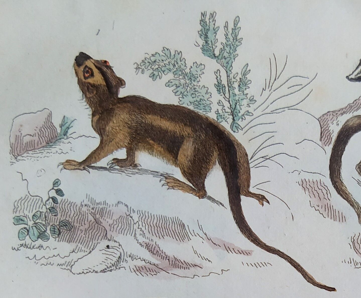Original zoological plate " Kinkajou - Chinche - Coasse - &c... " Buffon (1836)