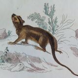 Original zoological plate " Kinkajou - Chinche - Coasse - &c... " Buffon (1836)