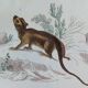Original zoological plate " Kinkajou - Chinche - Coasse - &c... " Buffon (1836)