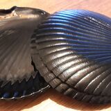 Black shell plates