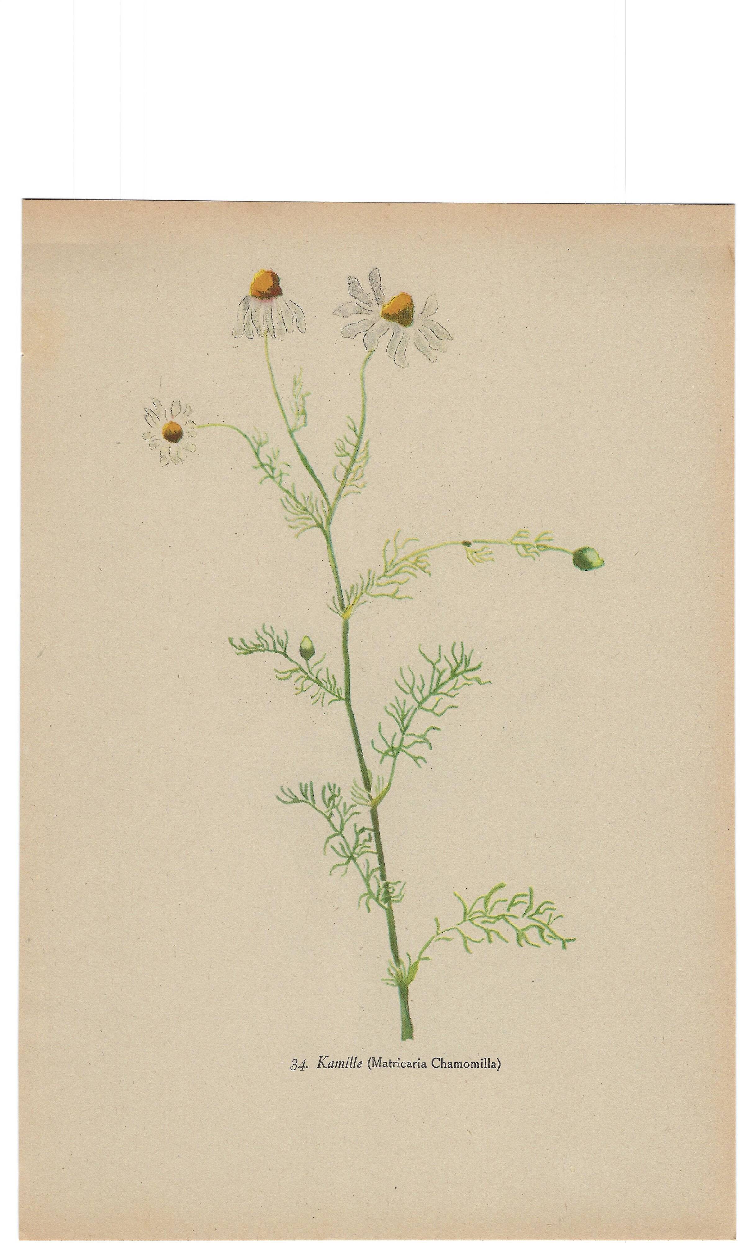 Old illustration 1948 - Chamomile by H. Strache - Botanical plate