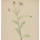 Old illustration 1948 - Chamomile by H. Strache - Botanical plate