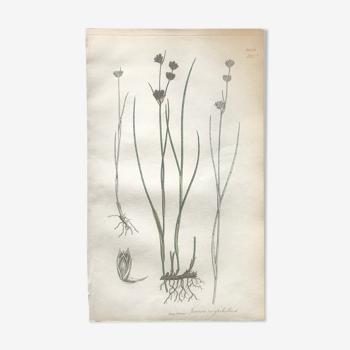 Planche botanique anglaise éditée en 1809