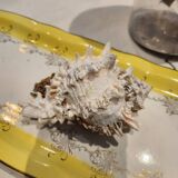 Murex shell